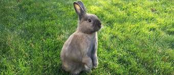 Often accompanied by circles around your feet as a mating ritual where the goal is to charm the object of affection. Rabbit Care What To Do After Adopting A Bunny Care Com