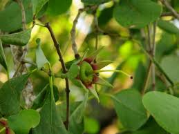 Image result for Sonneratia alba