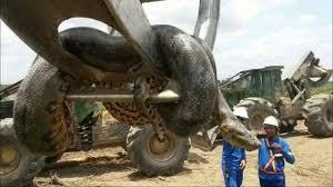 Ilustrasi ular titanoboa merupakan ular terbesar sepanjang sejarah yang pernah ditemukan (foto: Ditemukan Anaconda Berbobot 400 Kg Ular Terbesar Sedunia Global Liputan6 Com