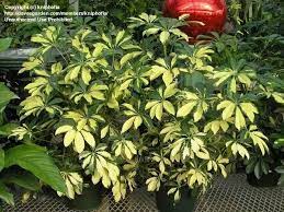 Plantfiles Pictures Hawaiian Umbrella Tree Dwarf Umbrella Plant Trinette Schefflera Arboricola 2 By Gianca Umbrella Tree Umbrella Plant Front Yard Plants