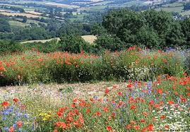Fields Of Wild Flowers Wildflowers Field Poppy Field Wild Flower Meadow Wiltshire