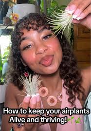 Droophead Tufted Airplant Care