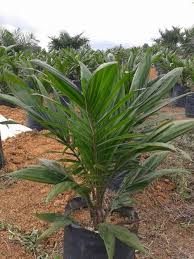 Cara membeli bibit kelapa sawit unggul ppks. Jual Bibit Sawit Unggul Siap Tanam Seluruh Wilayah Indonesia Suplier Bibit Unggul