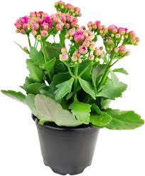 Image result for Kalanchoe rosalina