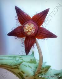 Image result for Holubia saccata