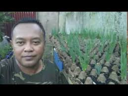 Budidaya bawang merah diluar masa tanam perlu dilakukan agar tidak terjadi penumpukan bawang merah di pasaran. Tips Dan Inovasi Menanam Bawang Menggunakan Rak Telur Praktis Tanpa Lahan Youtube