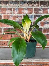 Image result for Chlorophytum filipendulum
