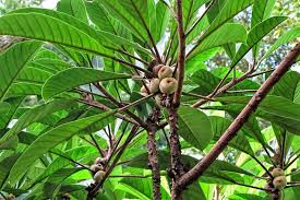 Image result for Ficus saussureana