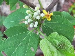 Image result for Grewia arborea