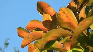 crataegus lavallei carrierei herfstkleuren planten tuin