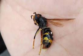 The species has distinctive yellow tarsi (legs). Vespa Asiatica Chega A Braganca Diario De Tras Os Montes