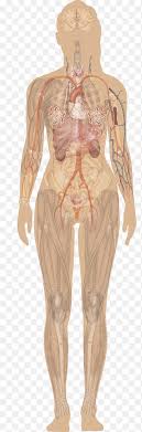 This article is concerned primarily with the gross structure and the function of the skeleton of the normal. Human Skeleton Anatomy Stencil S Presentation 3d Rendering Png Pngegg