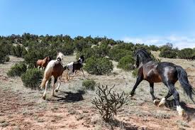 Jan 30, 2021 · are there still wild horses in the united states? Amid Rancor Advocates Scramble To Find Homes For Wild Horses Bitterroot