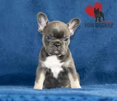 All our puppies come with a one year guarantee. Chicago Top Quality French Bulldog Puppies For Sale Near Rockford Il Announced