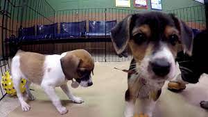 Maybe you would like to learn more about one of these? Free Adoptions Are Offered At 90 Shelters Across Us This Thanksgiving Weekend Abc News