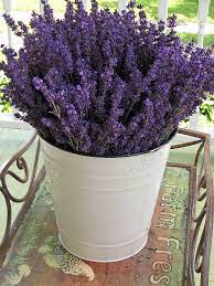 Lavender Is A Member Of The Mint Herb Family So Is It Any Wonder That It Is Used In Cooking And Recipes The Onl Lavender Plant Growing Lavender Lavender Farm