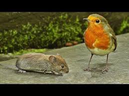 Birds For Cats To Watch Youtube Cat Games Entertainment For Cats To Watch Mice And Birds Youtube Cat Entertainment Kitty Games Cats