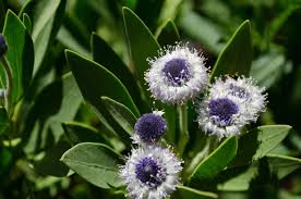 Image result for Scleria globonux