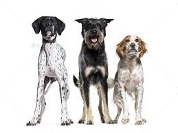 three dogs standing together in a row britanny dog mixed breed dog and german pointer isolated dog breeds mixed breed dogs