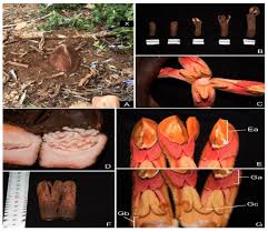 Image result for Justicia exigua