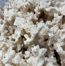 Image result for Microcoelia corallina