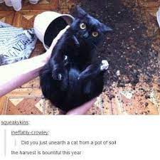 Buzzfeed On Instagram Cute Cat Memes Funny Animal Pictures Funny Cat Memes
