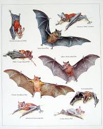 Popular Items For Vintage Bat Print On Etsy Bat Species