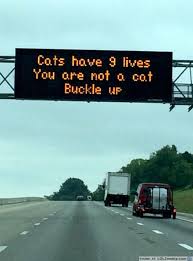 Cat S Have 9 Lives You Are Not A Cat Buckle Up Life Funny Cats Cats