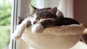 Darüber, ob eine katze im bett schlafen sollte oder nicht, kann man geteilter meinung sein. Soll Meine Katze Im Bett Schlafen Purina