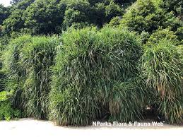 Image result for Pandanus odoratissimus
