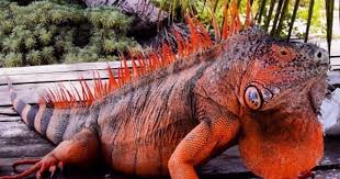 Thinking about getting a pet iguana? Animal Planet Red Iguana Facts