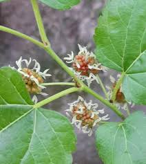 Image result for Morus indica