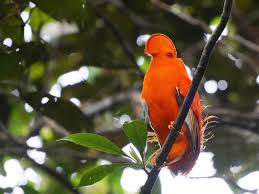 Image result for Cibirhiza