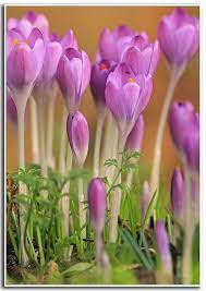 Crocus The First Sign Spring Is Coming I Love Seeing Them Poke Thru The Ground Beautiful Flowers Spring Flowers Crocus Flower