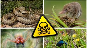 Olkafer Dornfinger Spitzmaus Das Sind Die Giftigsten Biester In Den Garten Deutschlands News De