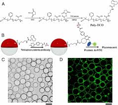 Listeria monocytogenes is the species of pathogenic bacteria that causes the infection listeriosis.it is a facultative anaerobic bacterium, capable of surviving in the presence or absence of oxygen. Fluorescent Janus Emulsions For Biosensing Of Listeria Monocytogenes Pnas