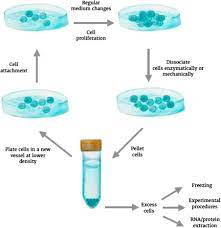 Check spelling or type a new query. Cell Culture Growing Cells As Model Systems In Vitro Sciencedirect