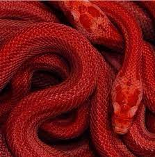 Ouroboros In Red Black And White The Most Basic Identifiable Colors In All Cultures Red Aesthetic Aesthetic Colors Red