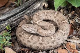 The reason is because of it's ghastly size, and it's potent venom. New Mexico Ridge Nosed Rattlesnake Crotalus Willardi Obscurus Pit Viper Viperidae Rattlesnake
