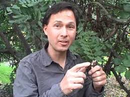 Cultivated for its sweet, nutritious fruit. Whole Raw Carob Fruit Nature S Most Delicious Candy Grown On A Tree Youtube