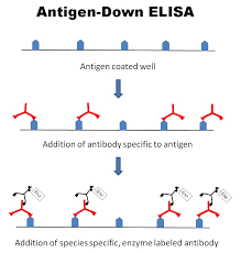 Vaata telerit arvutis ja nutiseadmes kõikjal üle eest eesti. Figure 3 Diagram Of An Antigen Down Elisa Assay Guidance Manual Ncbi Bookshelf