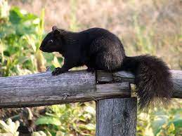 Black Squirrel Cute Animals Black Squirrel Cute Squirrel