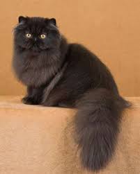 A Guide To The Official Color Divisions Of The Persian Cat Breed Cats Cat Breeds Persian Kittens