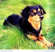 Black And Brown Terrier Breeds Black Brown Small Greek Domestic Dog Dog Breeds Pictures Dog Breeds Domestic Dog