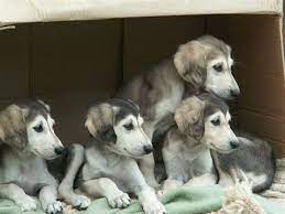 14 Salukis Ideas Saluki Saluki Dogs Sighthound