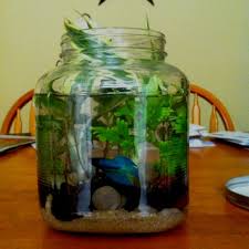 Not to be confused with betta. Betta World It S Easy Just Get A Big Jar Fill Bottom With Sand And Rocks Then Add Water Add Plants Such As Ones From Petco Or Any P Fish Pond Aquarium