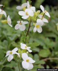 Image result for Arabis alpina
