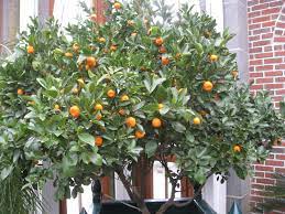 Valencia oranges are cultivated because they are the juiciest type of all. Citrus Uconnladybug S Blog