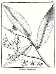 Image result for Ouratea andongensis