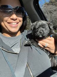 Can you guess the breed of this 6 month old dog?